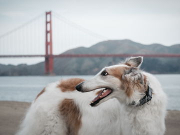Gambit the Borzoi at Chrissy Field Beach in San Francisco
