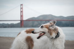 Request Quote: Feral & Fab Pet Photography  - Emeryville, CA