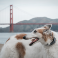 Feral & Fab Pet Photography  - Emeryville, CA