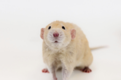 Request Quote: Mobile Studio Pet Photography Tucson - Tucson, AZ