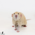 Mobile Studio Pet Photography Tucson - Tucson, AZ