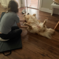 Certified Canine Massage Therapy - Montville, OH