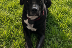 Request Quote: Safe, Reliable & Caring Pet Transportation - Nationwide