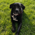 Safe, Reliable, Caring Pet Transportation - Nationwide