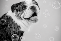 Request Quote: Miami Pet Photography Experience - Miami, FL