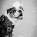 Miami Pet Photography Experience - Miami, FL