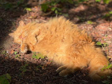 Jackson sunning in the yard in Maine