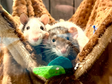 two domestic rats