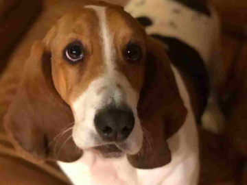 Custom dog photo used for the portrait