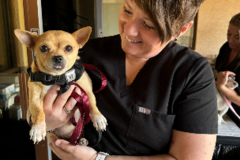 Request Quote: First Class Luxury Pet Travel - Nationwide