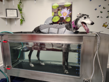 Water treadmill 
