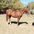 S6 Pet Transport - Where Your Pet Will Be Treated As My Own - Nationwide