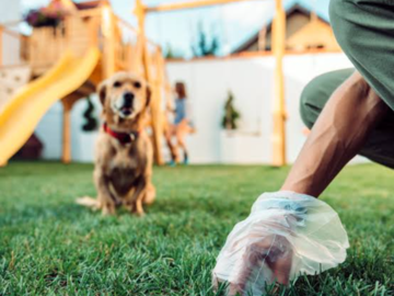 Picking up Dog Waste