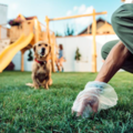 Professional Dog Poop Removal - El Paso, TX