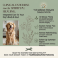 Barking Zoomies Holistic Dog Nutrition Consultations - Nationwide