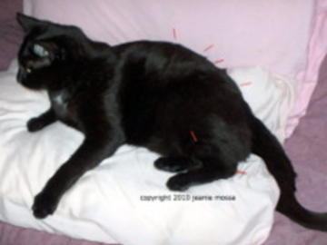 Nubi the cat gets acupuncture