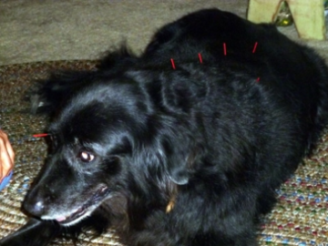 Quan Yin gets acupuncture