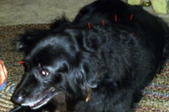 Request Quote:  Dog Acupressure & Acupuncture - Salem, MA