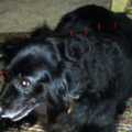  Dog Acupressure & Acupuncture - Salem, MA