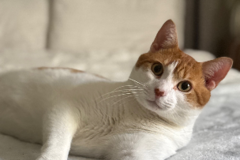 Request Quote: Loving Dog Walking & Pet Sitting Services  - Hollywood, FL