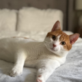 Loving Dog Walking & Pet Sitting Services  - Hollywood, FL