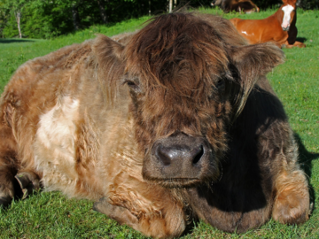 Mooie