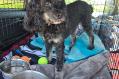 Request Quote: Dragonrider Pet Transport LLC  - Nationwide