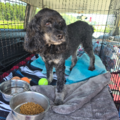 Dragonrider Pet Transport LLC  - Nationwide