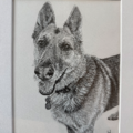 Pencil Pet Portraits by Julia - Allston, MA