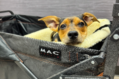 Request Quote: Help Your Pet Through Life’s Transitions - Nationwide