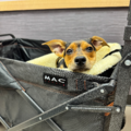 Help Your Pet Through Life’s Transitions - Nationwide
