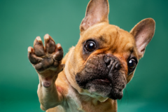 Request Quote: Fun Bright Studio Pup Portraits | Pet Photography - Gillette, NJ