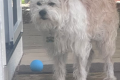Request Quote: Certified Dog Trainer - Longmont, CO