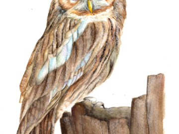 Watercolor owl