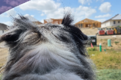 Request Quote: Pet Transportion - Killeen, TX