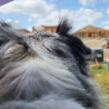 Pet Transportion - Killeen, TX