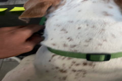 Request Quote: All pets welcome We handle With Love - Nationwide