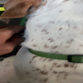 All pets welcome We handle With Love - Nationwide