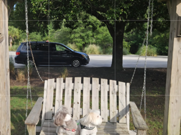 Alfie and Ernie’s  Journey from Fort Lauderdale to Woodstock, Vermont