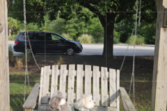 Request Quote: Reliable Door-to-Door Pet Transport | Florida & Nationwide - Nationwide