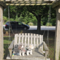 Dog Transport USA | Reliable Door-to-Door Pet Transport - Nationwide