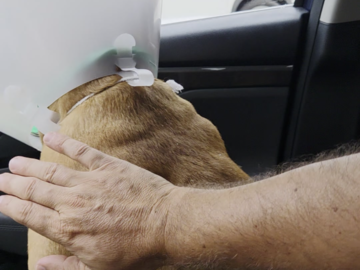 Hooch traveled from Fort Lauderdale to the family waiting for him in New Hope