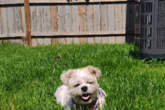 Request Quote: Professional In-Home Style Pet Sitting and Care - West Allis, WI