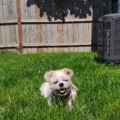 Professional In-Home Style Pet Sitting and Care - West Allis, WI