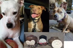Request Quote: Licensed Social Worker - Pet Grief Counseling - Nationwide