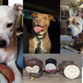 Licensed Social Worker - Pet Grief Counseling - Nationwide