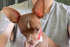 Request Quote: Let's Get Your Pet There Safely | Pet Transport - Nationwide