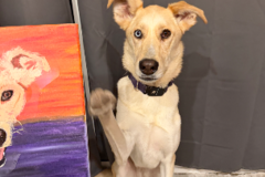 Request Quote: Evolution Dog Training- Behavior Specialist - Las Vegas, NV