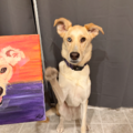Evolution Dog Training- Behavior Specialist - Las Vegas, NV