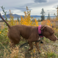 High Caring and Quality Service | Pet Relocation - Nationwide